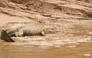 Kaiman am Fluss in Peru