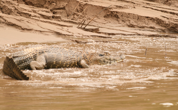 Kaiman am Fluss in Peru