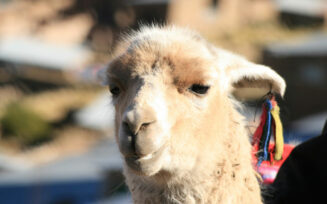 Alpaca4
