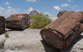Versteinerter Baum im Petrified Forest