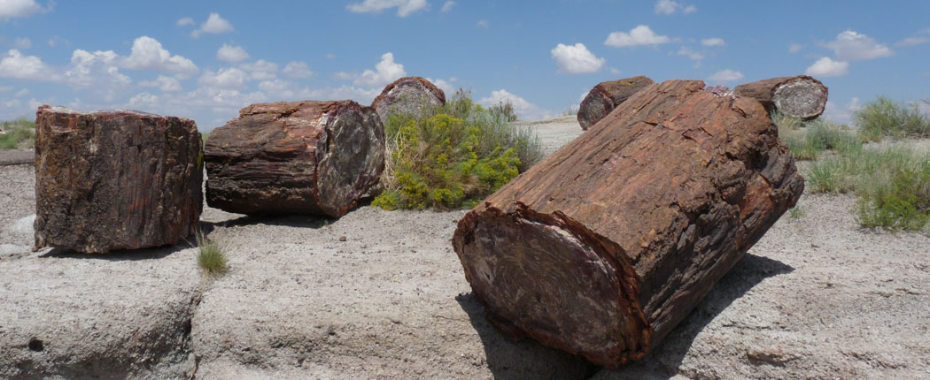 Versteinerter Baum im Petrified Forest