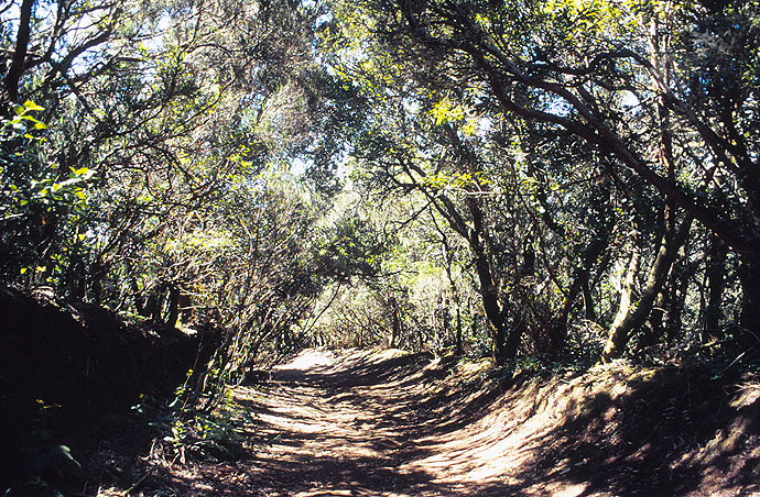 Teneriffa-Lorbeerwald