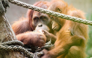 Orang Utan mit Baby