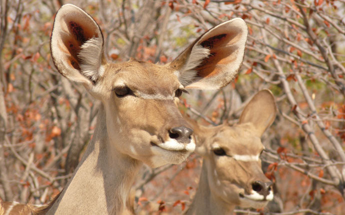 Antilopen im Etosha Nationalpark in Namibia