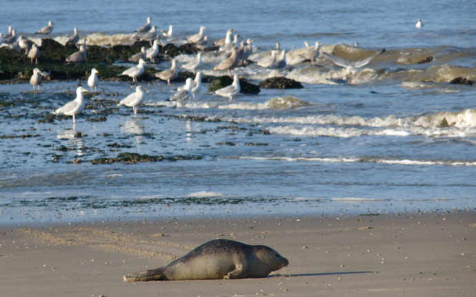 Silvester in Holland: Möwen und Seehund am Meer