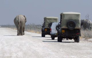 Elefant auf Straße vor Autos im Etosha Nationalpark