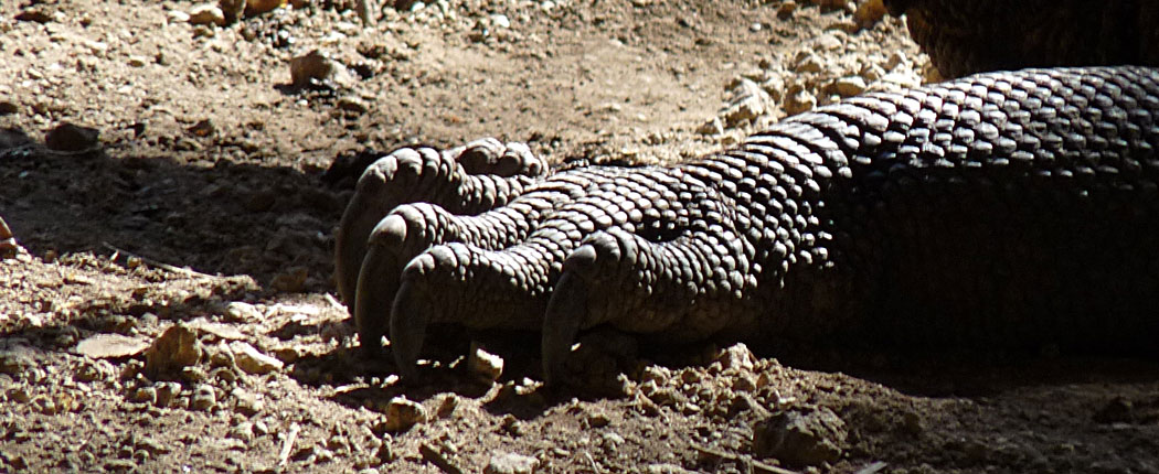 Komodo Indonesien