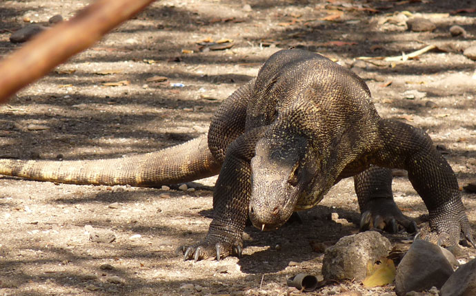 Komodo Indonesien
