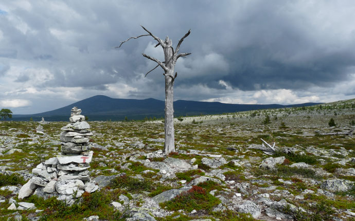 Baum auf Steinfeld