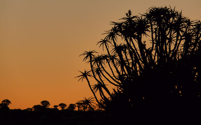 Köcherbaum Namibia