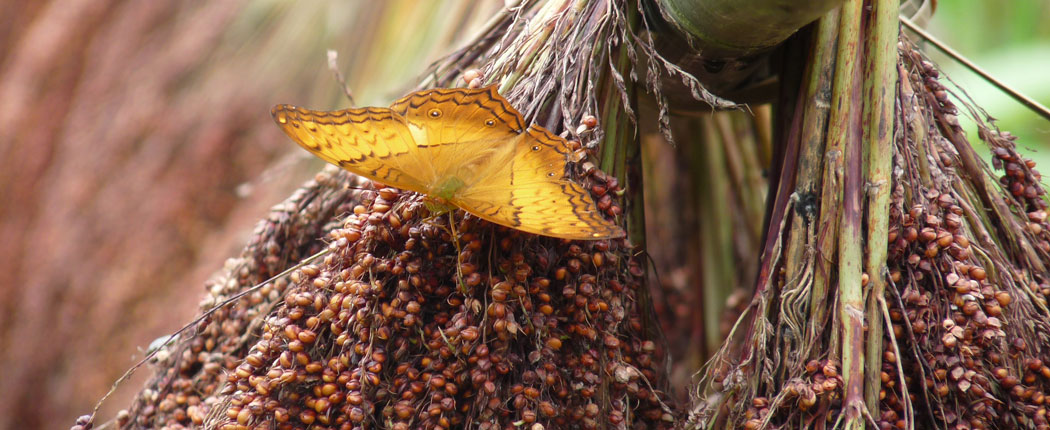 Schmetterling Laos