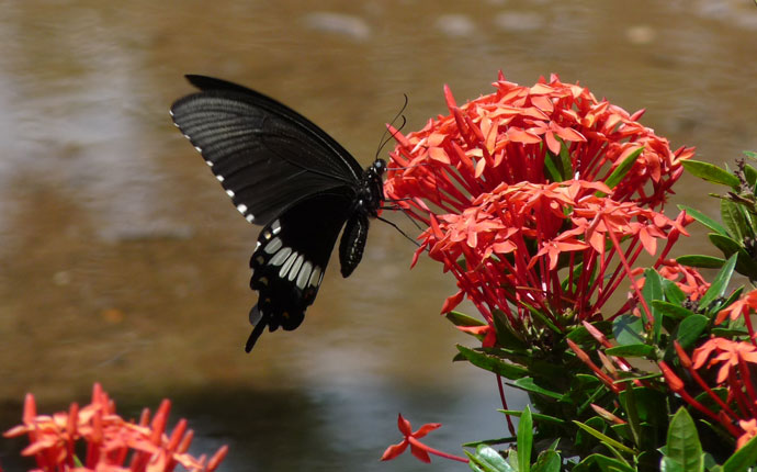 Schmetterling Laos