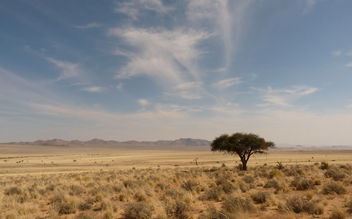 Weite findet sich häufiger in Namibia als in Südafrika: Baum mit viel Horizont