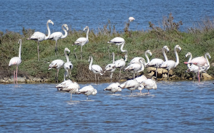 Flamingos Riserva Vendicari Sizilien 