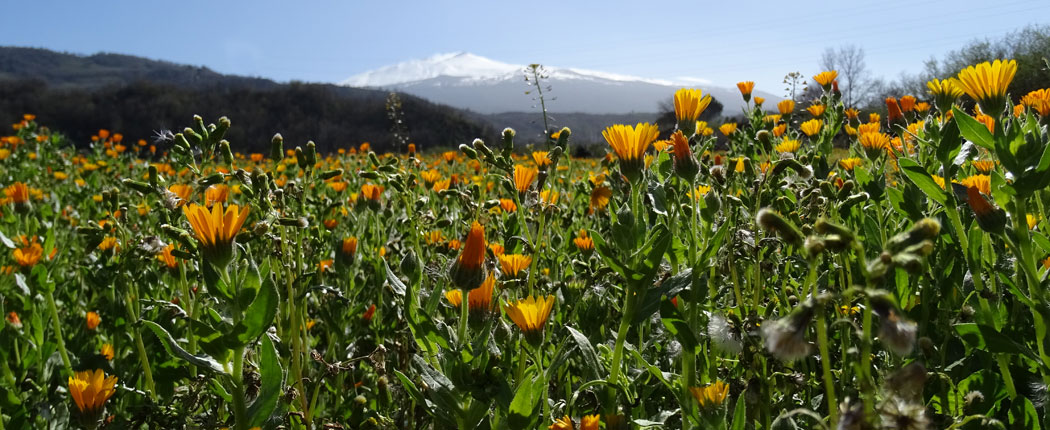 Sizilien Blumenwiese vor dem Vulkan Etna in Sizilien
