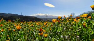 Blumenwiese vor dem Vulkan Etna in Sizilien