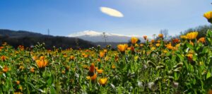 Blumenwiese vor dem Vulkan Etna in Sizilien