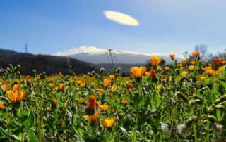 Blumenwiese vor dem Vulkan Etna in Sizilien