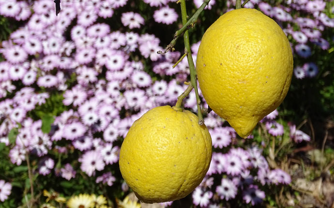 Sizilien Zitronen