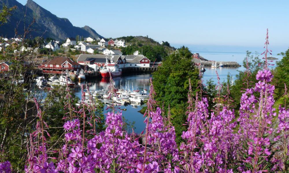 Dorf auf den Lofoten hinter lila Blumen