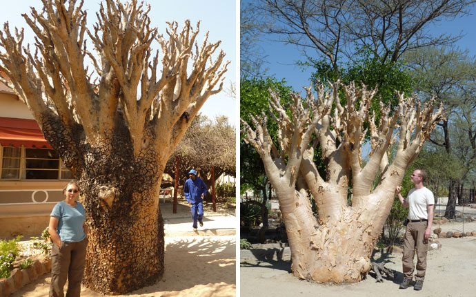 Botterboom Namibia