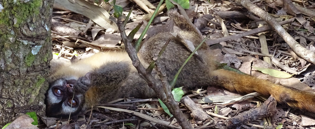 Affe im Regenwald in Bolivien