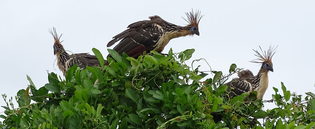 Hoatzin Bolivien