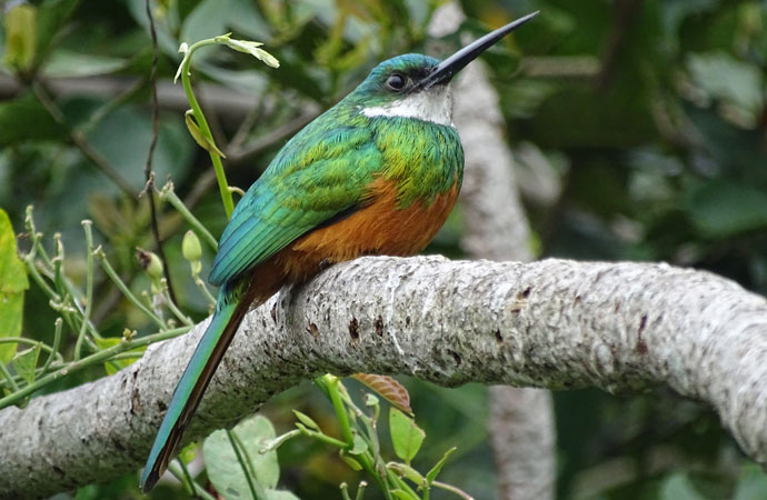 Vogel in der Pampa in Bolivien