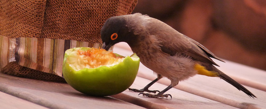 Vogel klaut Frucht