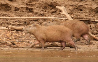 Wasserschweine in Peru