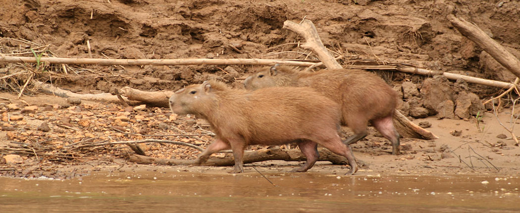 Wasserschweine in Peru