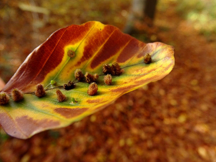 Blatt im Herbst