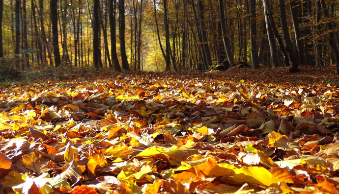 Herbst Königsdorfer Wald