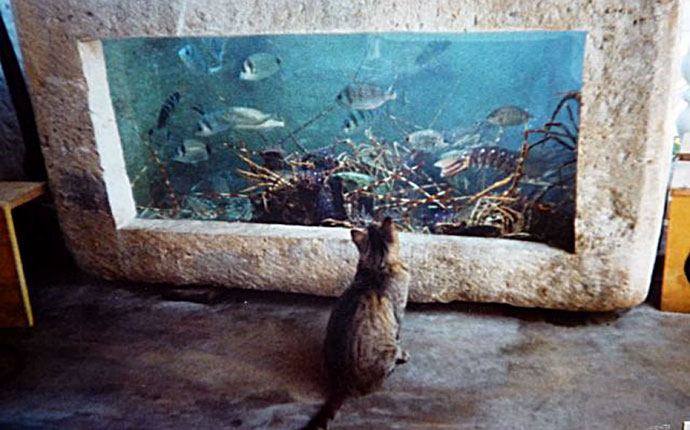 Katze in Kroatien vor Aquarium