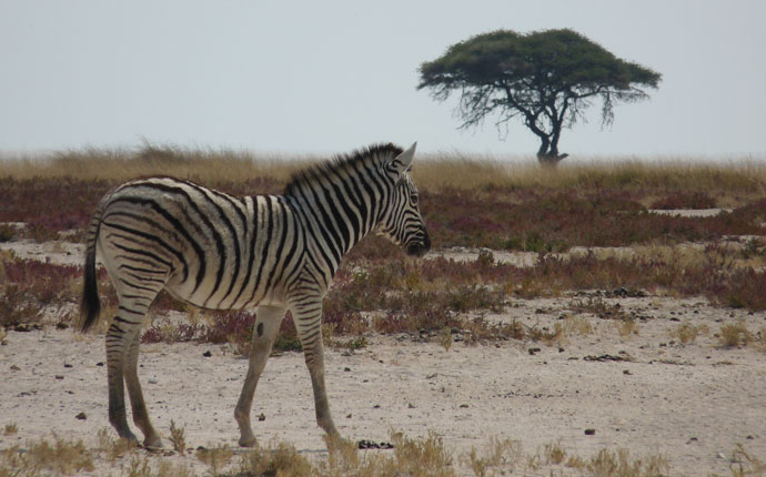 Zebra Game Park Südafrika