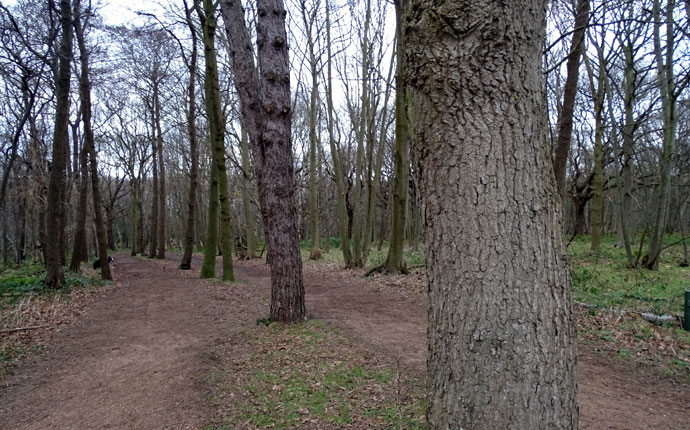 Silvester in Zeeland Oostkapelle Wald