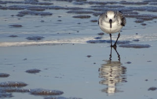 Zeeland Strandläufer