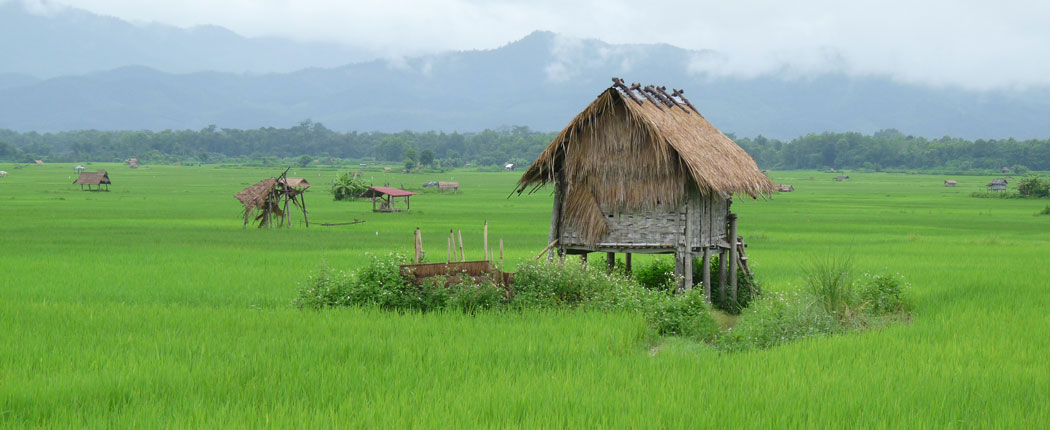 Reisfelder Luang Namtha