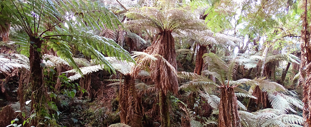 Nebelwald im Nationalpark Amboró