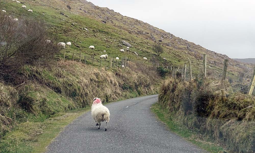 Schaf auf enger Straße in Irland