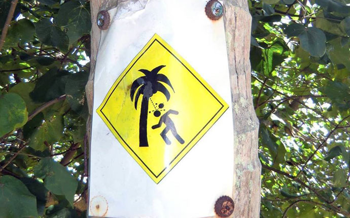 Achtung, fallende Kokosnuss