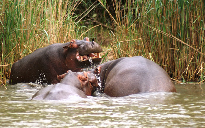 Nilpferde im iSimangaliso Wetland Park