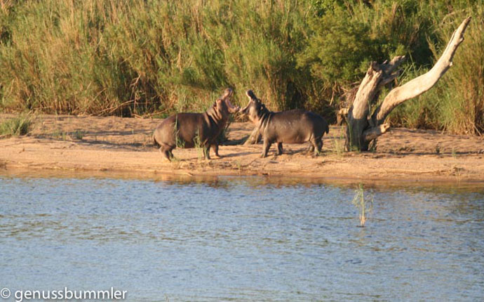 Nilpferde im Lower Sabie