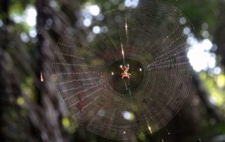Spinnennetz im Regenwald