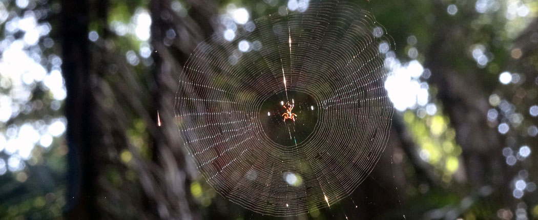 Spinnennetz im Regenwald