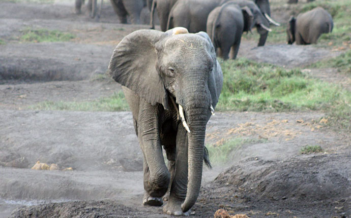 tembe-elephant-park