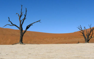 Abgestorbene Bäume in der Salzpfanne am Sossusvlei