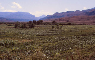 Feld in Äthiopien