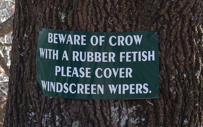 Beware of crow with rubber fetish. Please cover windscreen wipers.