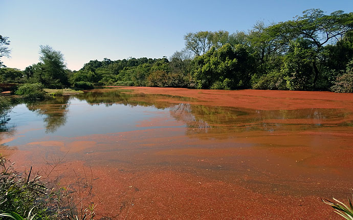 Der Birdpool im Mlilwane Wildlife Sanctuary 